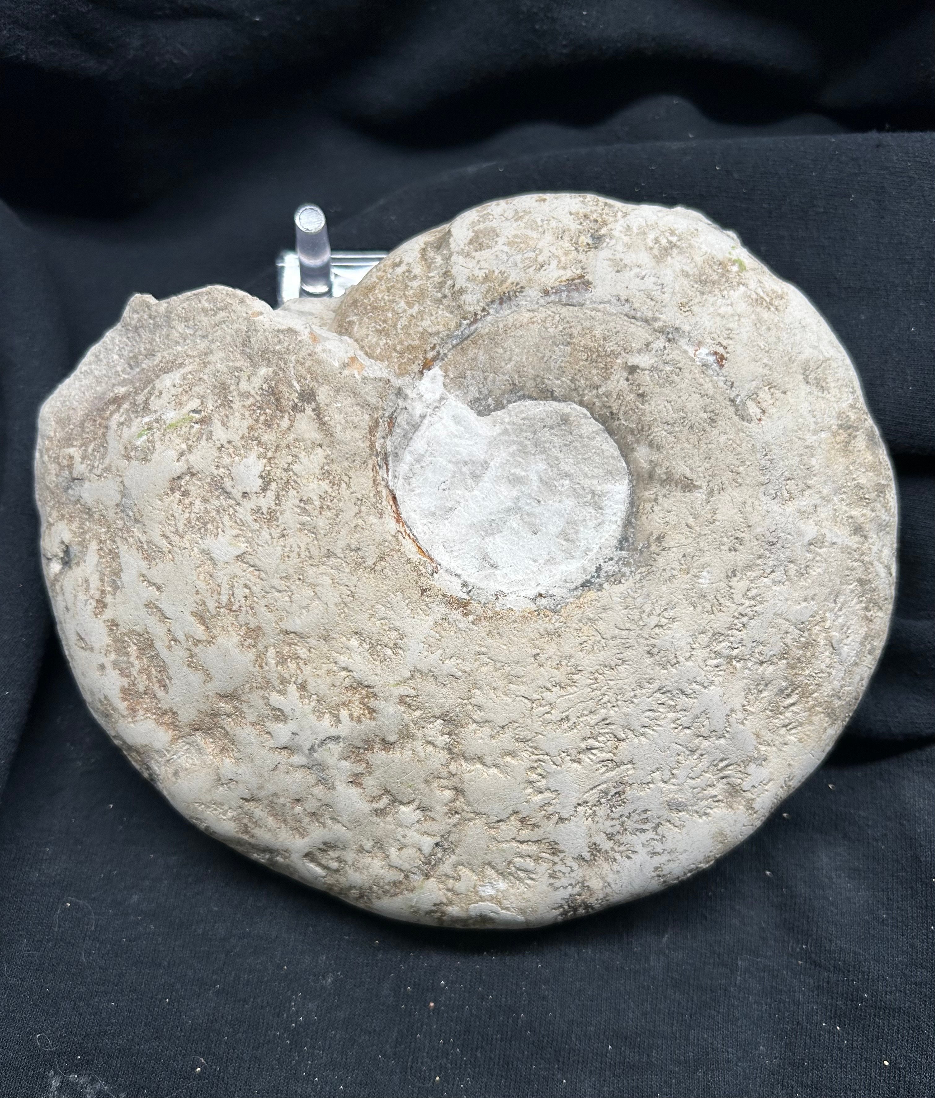 Eopachydiscus Ammonites