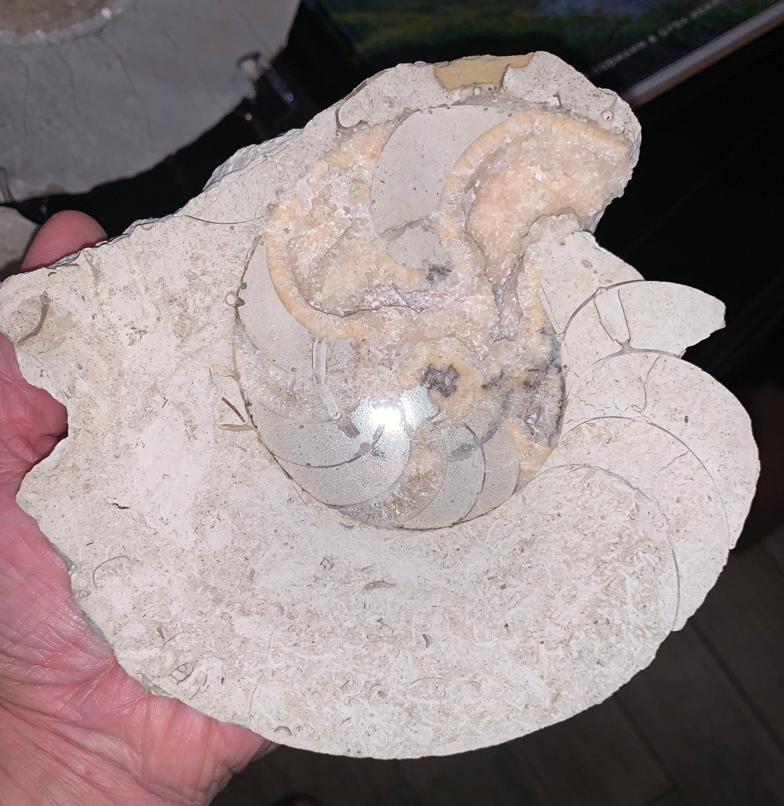 Sliced nautiloid2